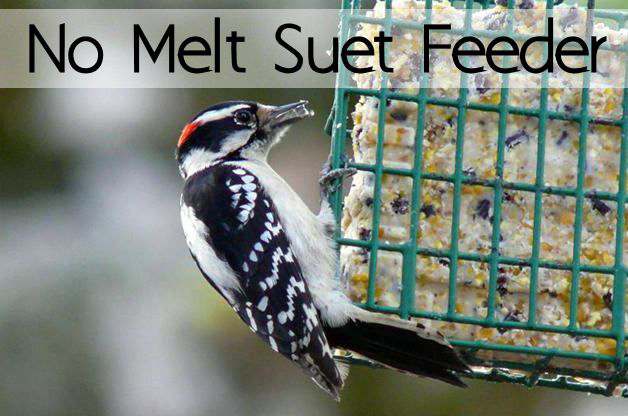 No Melt Suet and Recipe | My Life Abundant