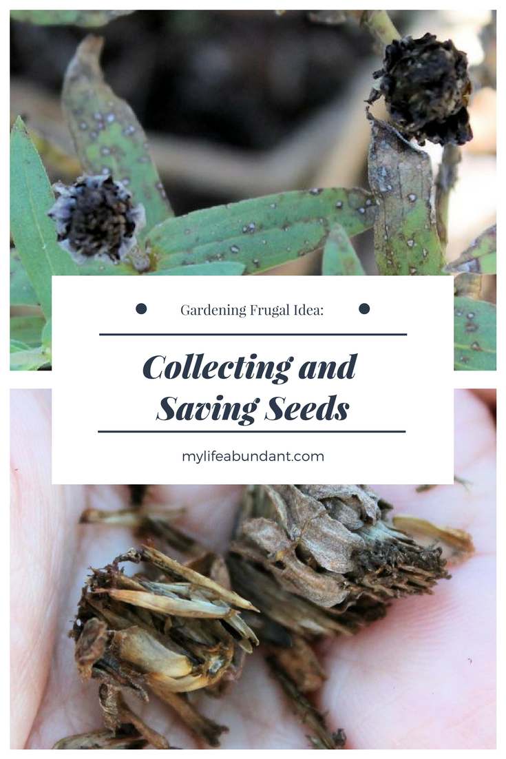 One way to save money while gardening is by collecting and saving seeds. Easy to do and store for the next season.