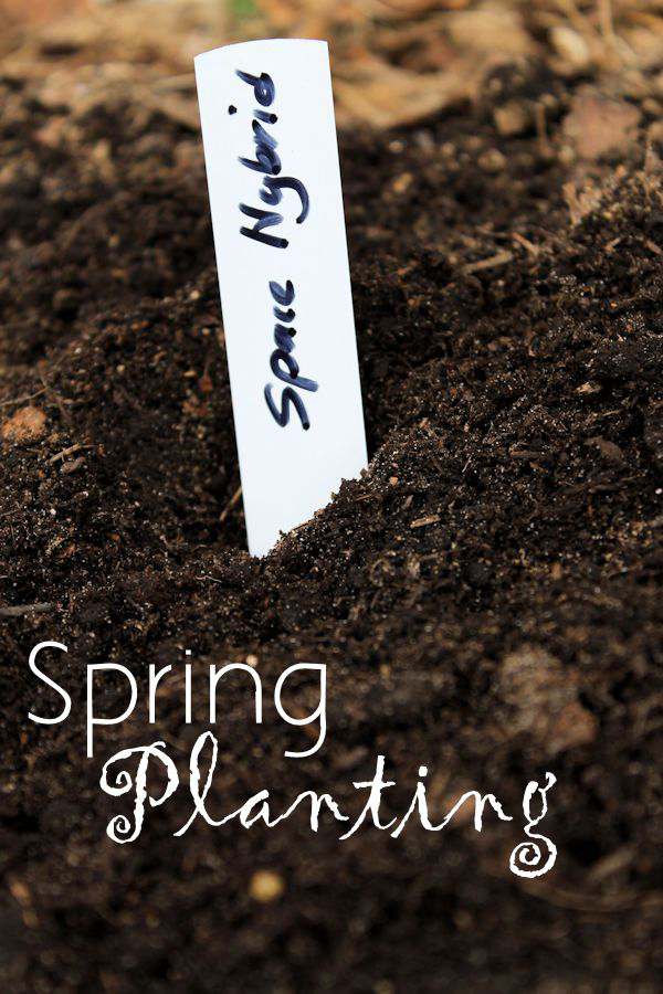 Spring Planting Time