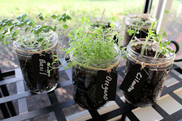 Mason Jar Herbs - My Life Abundant