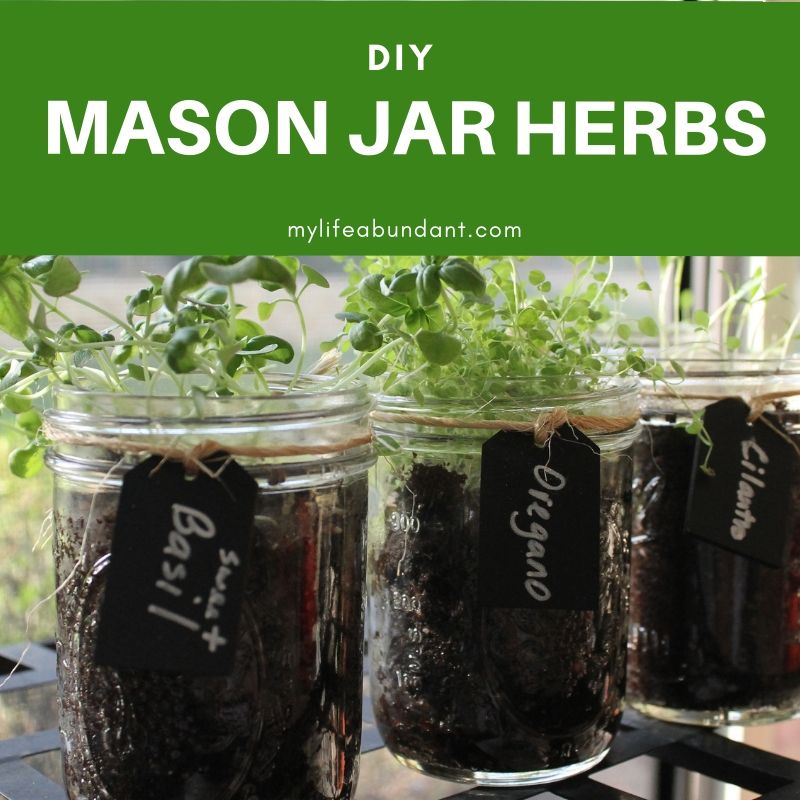 Growing herbs so so easy in Mason Jars and look so cute in the window of your kitchen. They also make great gifts.