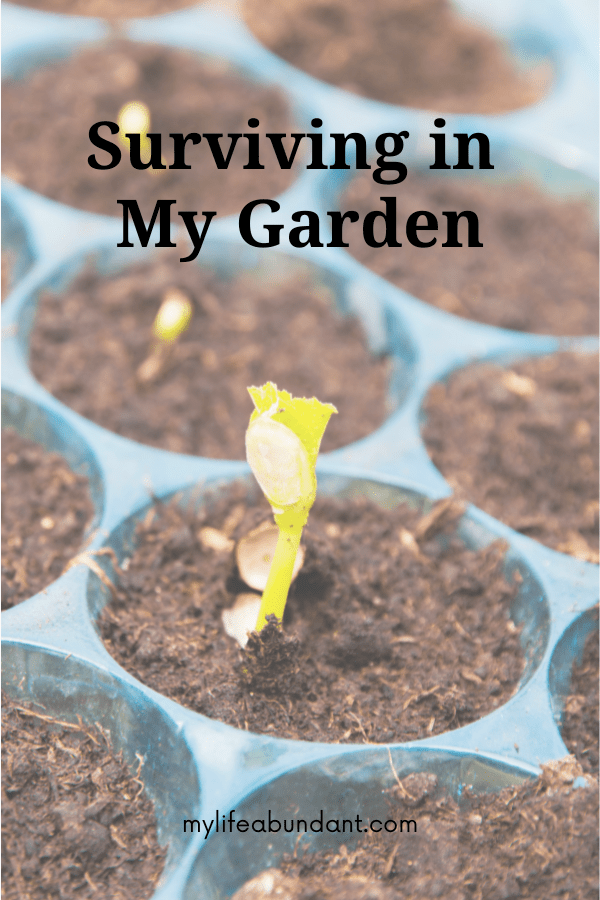 Surviving in a garden can be trying sometimes, but so much to learn.
