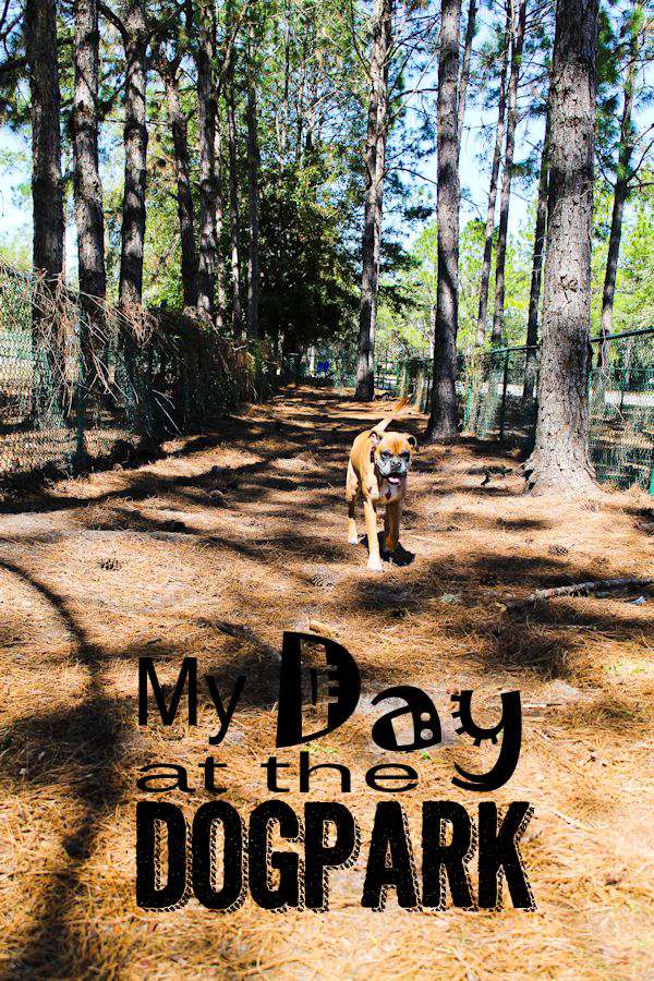 What dog doesn't love a day at the dark park? Check out Ernest T. Bass' suggestions for your dog to have fun at the park