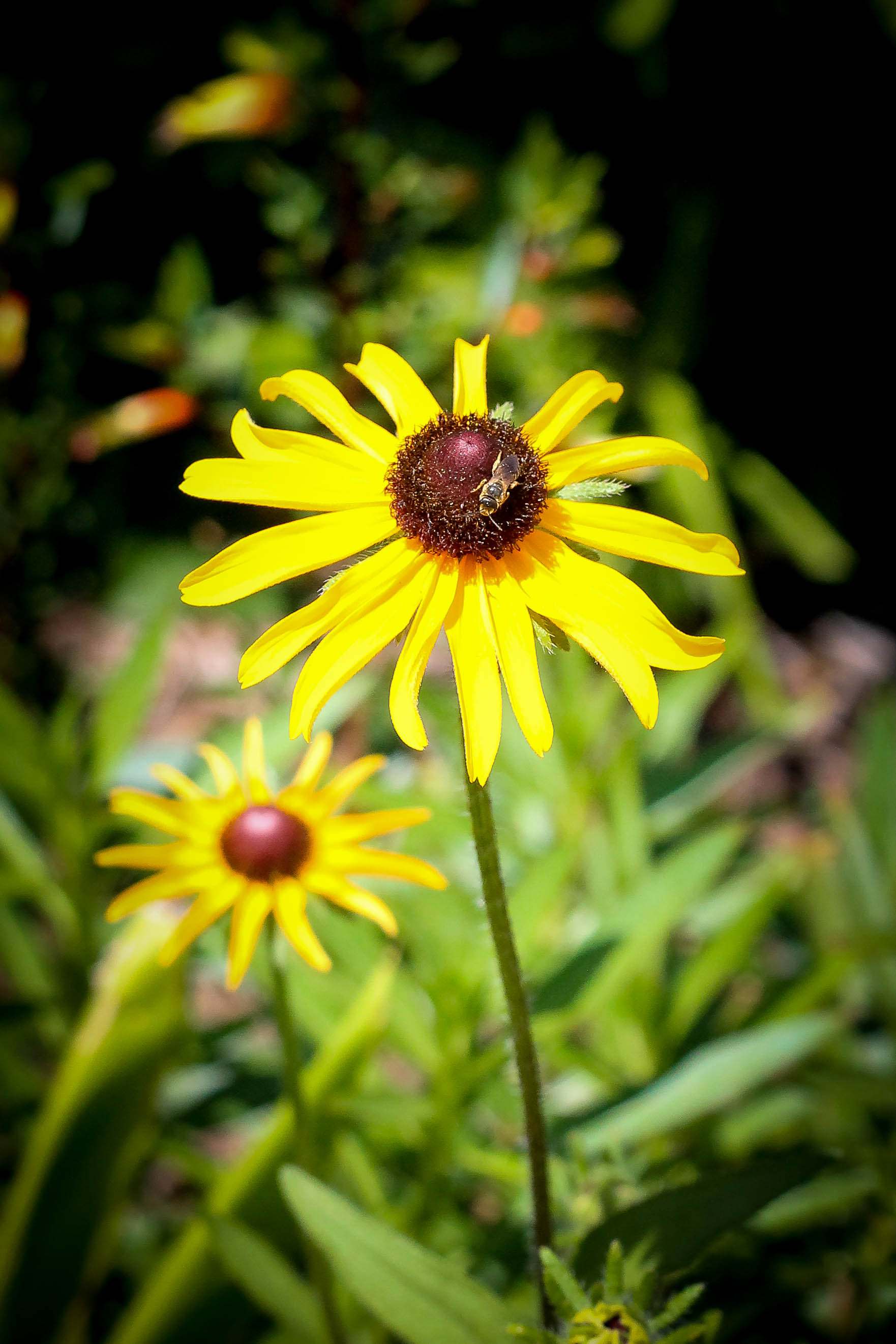 Monday Moments with Black Eyed Susan