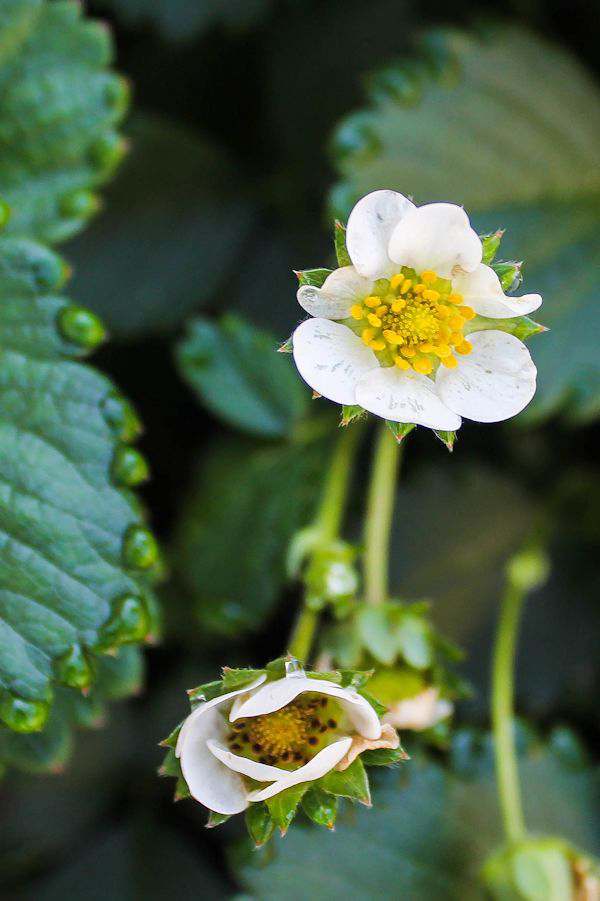 Monday Moments with Strawberry Bloom