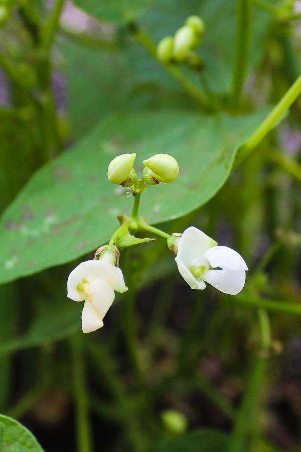 Monday Moments with Green Bean Bloom