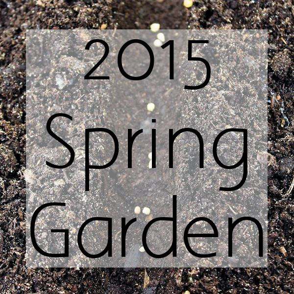 Wanting to know how to grow a garden in a small area? Be sure to check out all the changes in my 2015 Spring Garden