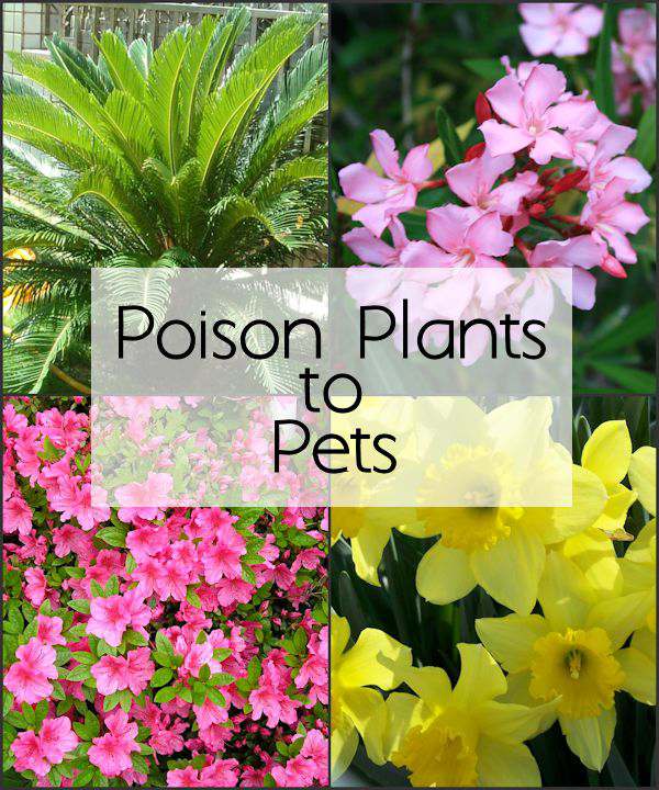 Keep Poison Plants Away with Ernest T. Bass