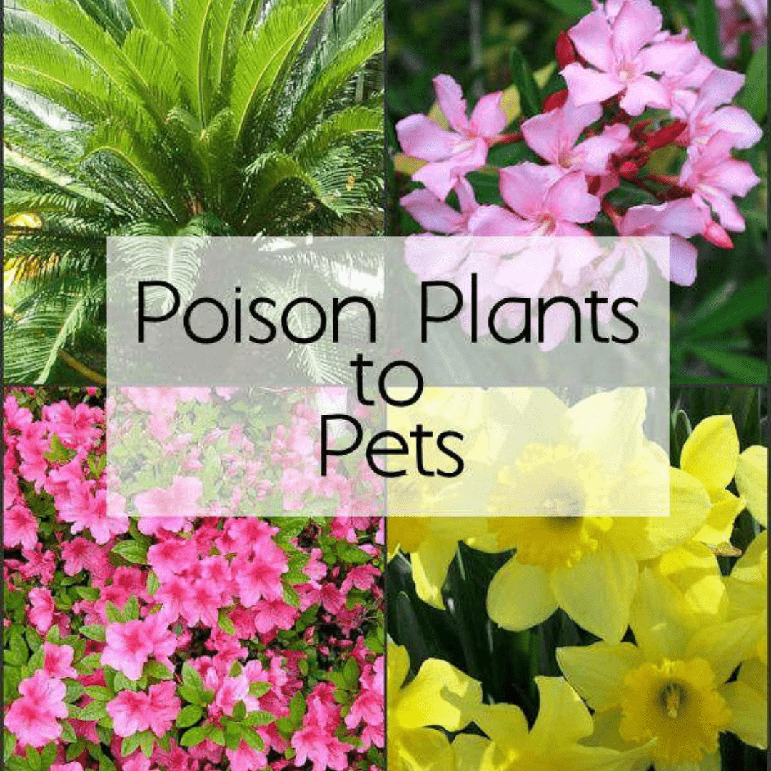 Keep Poison Plants Away with Ernest T. Bass