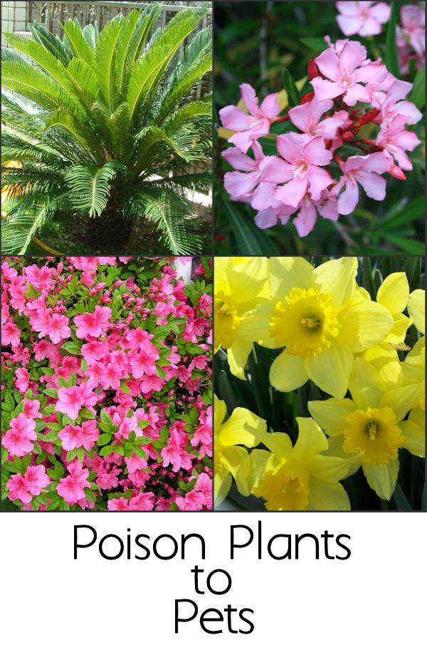 Its Poison Prevention Month and we should also be on the lookout for poison plants that may make our pets sick.