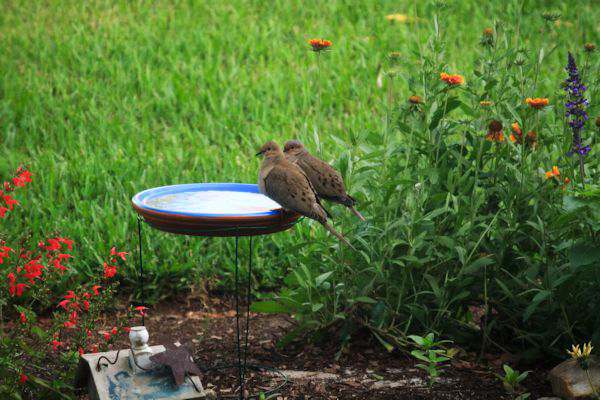 DIY Tomato Cage Bird Bath + May Garden Update 2015