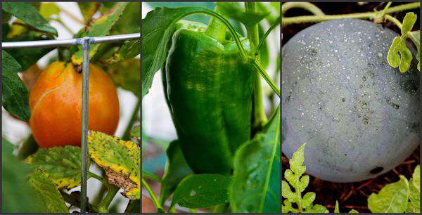 June Garden Update 2015 + {Giveaway}