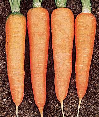Burpee Carrot Touchon