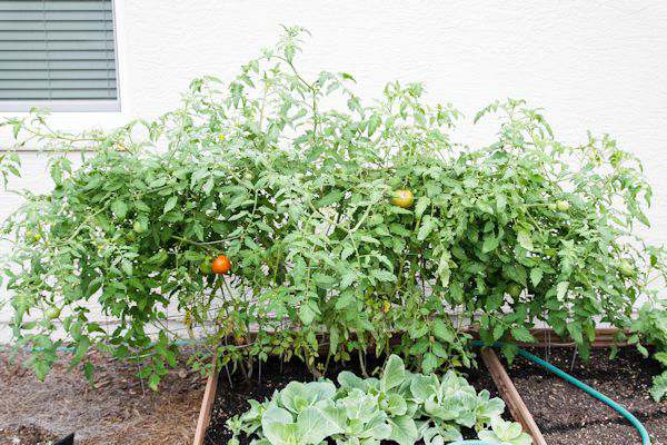 January 2016 Garden Update