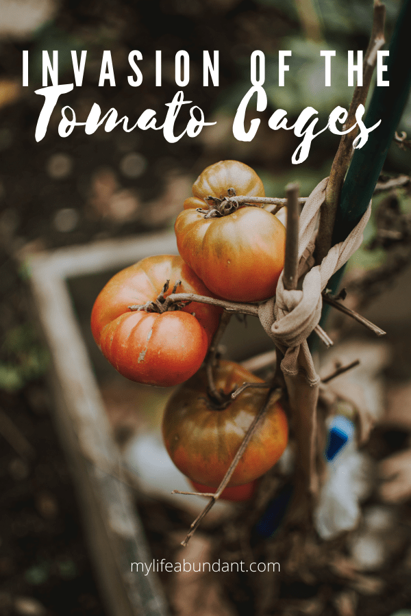 Looking for ways to hold up your tomatoes and other tall growing veggies? Check out all these cages and supports for your garden.