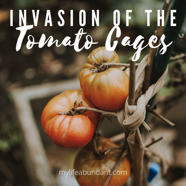 Looking for ways to hold up your tomatoes and other tall growing veggies? Check out all these cages and supports for your garden.