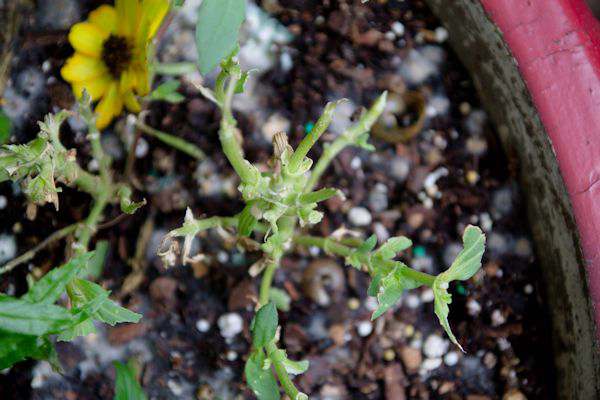 August 2016 Garden Update