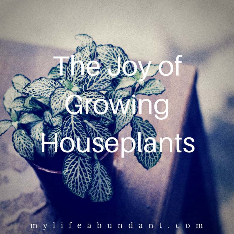 The Joy of Growing Houseplants