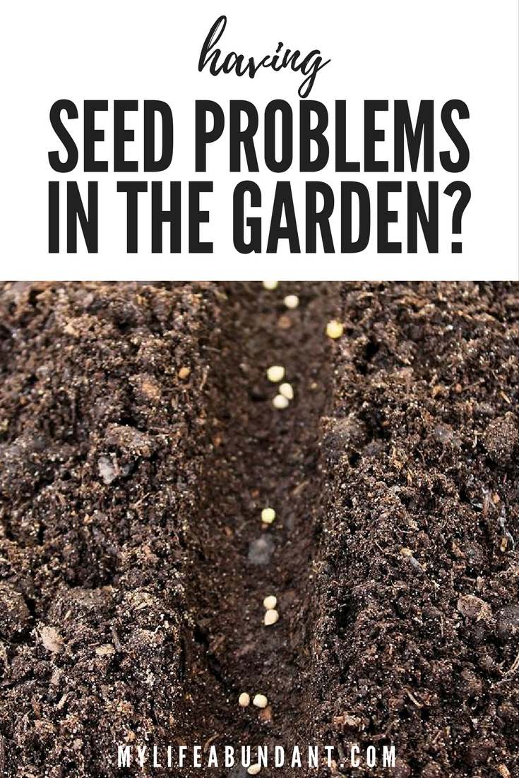 Do you have seeds which don't germinate? Find out what I have learned about using the correct seeds in your area.