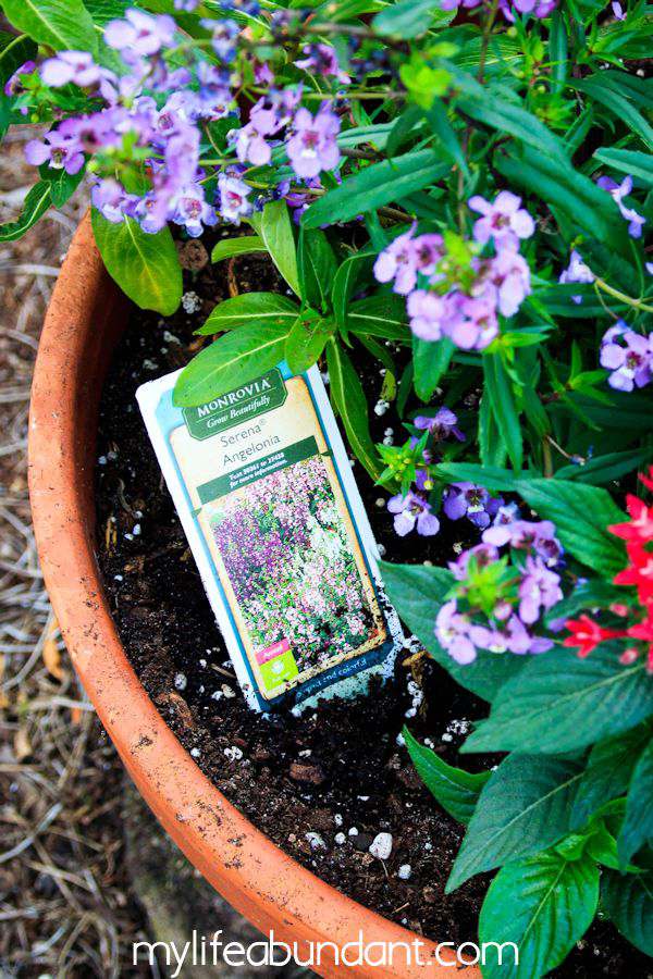 How to Attract Pollinating Bees, Hummingbirds and Butterflies to Your Yard How to Attract Pollinating Bees, Hummingbirds and Butterflies to Your Yard