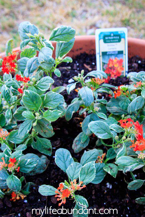 How to Attract Pollinating Bees, Hummingbirds and Butterflies to Your Yard How to Attract Pollinating Bees, Hummingbirds and Butterflies to Your Yard