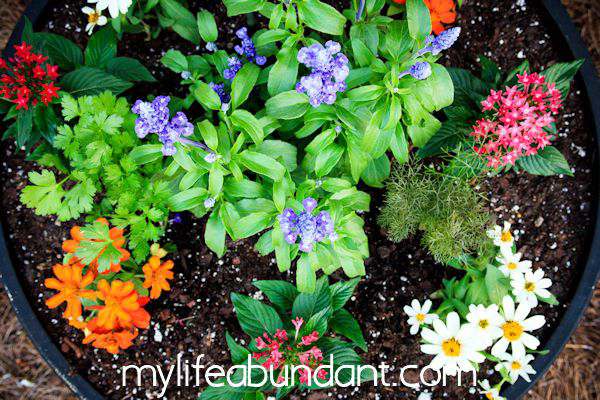 How to Attract Pollinating Bees, Hummingbirds and Butterflies to Your Yard How to Attract Pollinating Bees, Hummingbirds and Butterflies to Your Yard