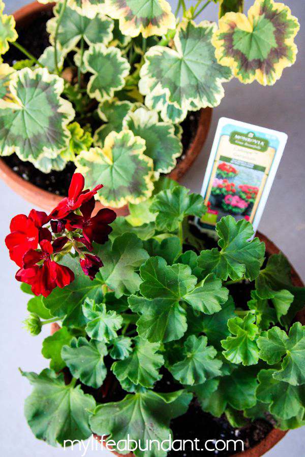 How to Attract Pollinating Bees, Hummingbirds and Butterflies to Your Yard How to Attract Pollinating Bees, Hummingbirds and Butterflies to Your Yard