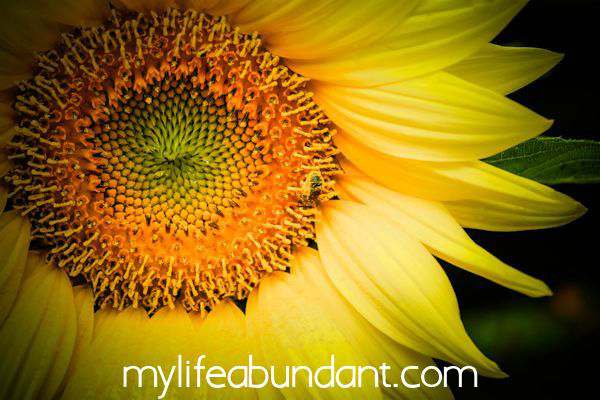 How to Attract Pollinating Bees, Hummingbirds and Butterflies to Your Yard How to Attract Pollinating Bees, Hummingbirds and Butterflies to Your Yard