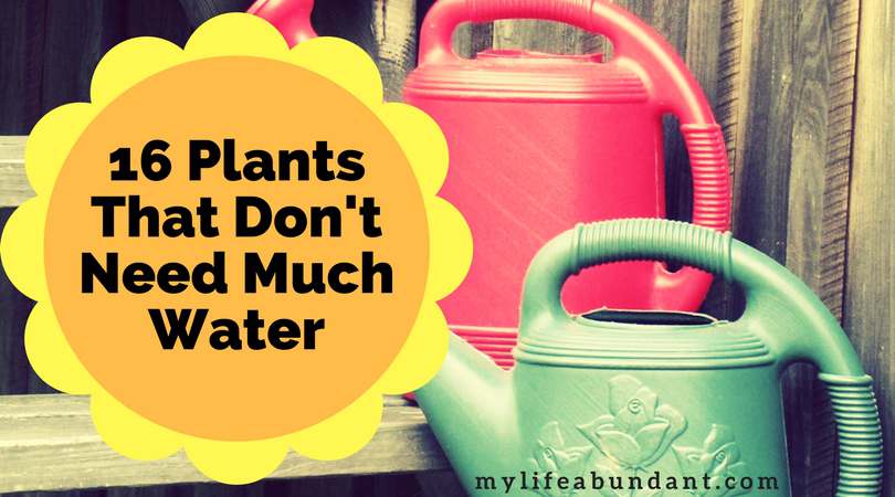 16 Plants That Don't Need Much Water | My Life Abundant