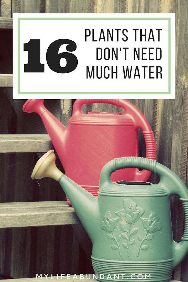 16 Plants  That Don t  Need  Much  Water  My Life Abundant