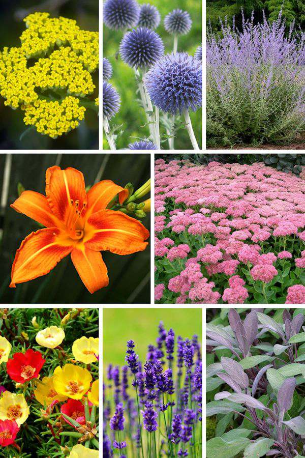 16 Plants That Don't Need Much Water | My Life Abundant