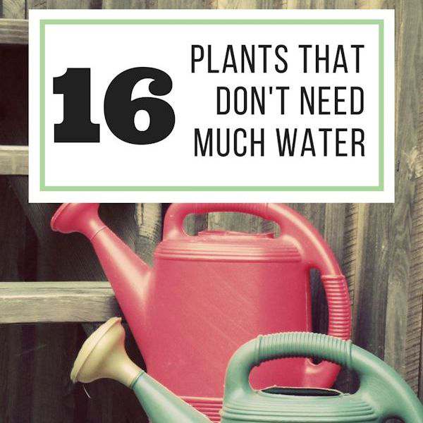 16 Plants That Don't Need Much Water