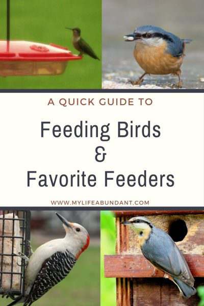 A Quick Guide to Feeding Birds & My Favorite Feeders - My Life Abundant