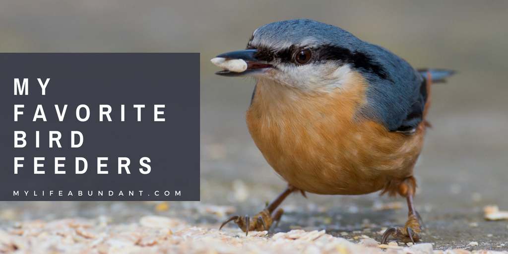 A Quick Guide to Feeding Birds & My Favorite Feeders - My Life Abundant