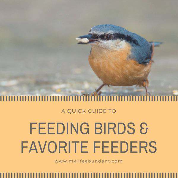 Looking for ideas on how to be a great backyard bird feeder? Here are my favorite feeders that I have used and some tips