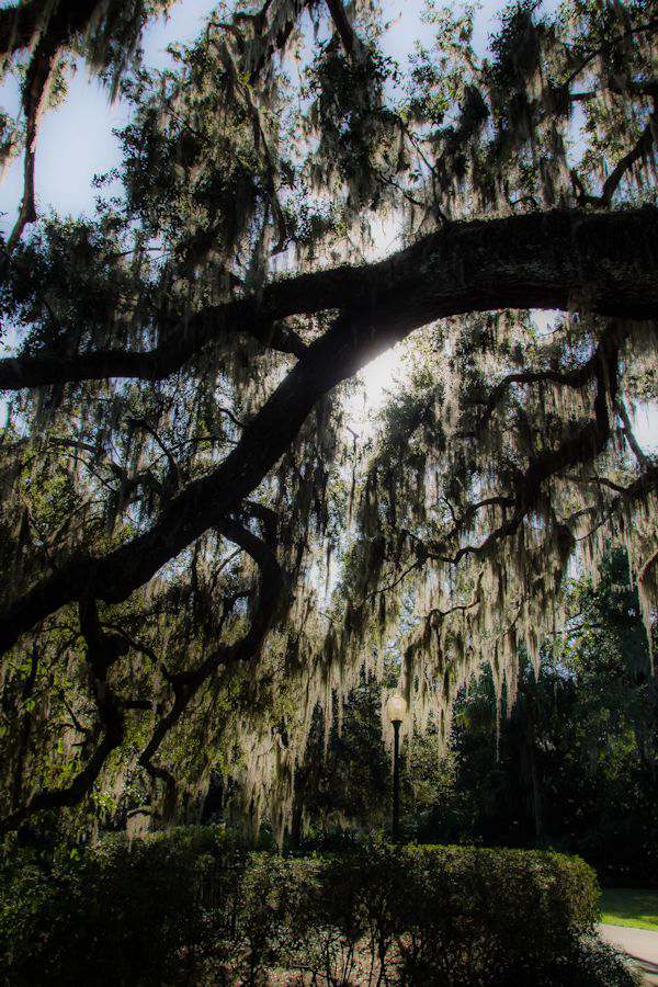 Christmas at Leu Gardens in Orlando My Life Abundant