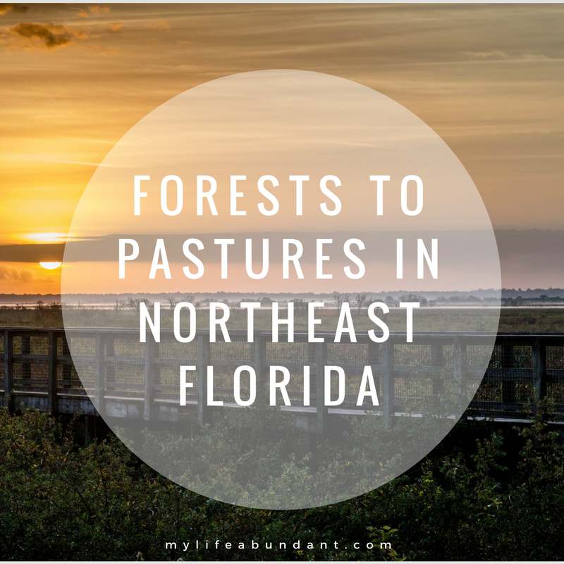 Take a journey through Northeast Florida is a sprawling area of forests, farmland, pastures and college towns before you reach the Atlantic Ocean.