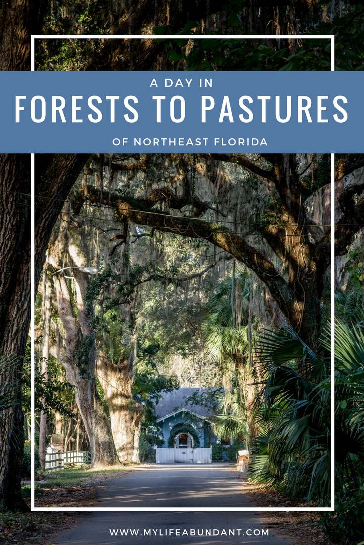 Take a journey through Northeast Florida is a sprawling area of forests, farmland, pastures and college towns before you reach the Atlantic Ocean.