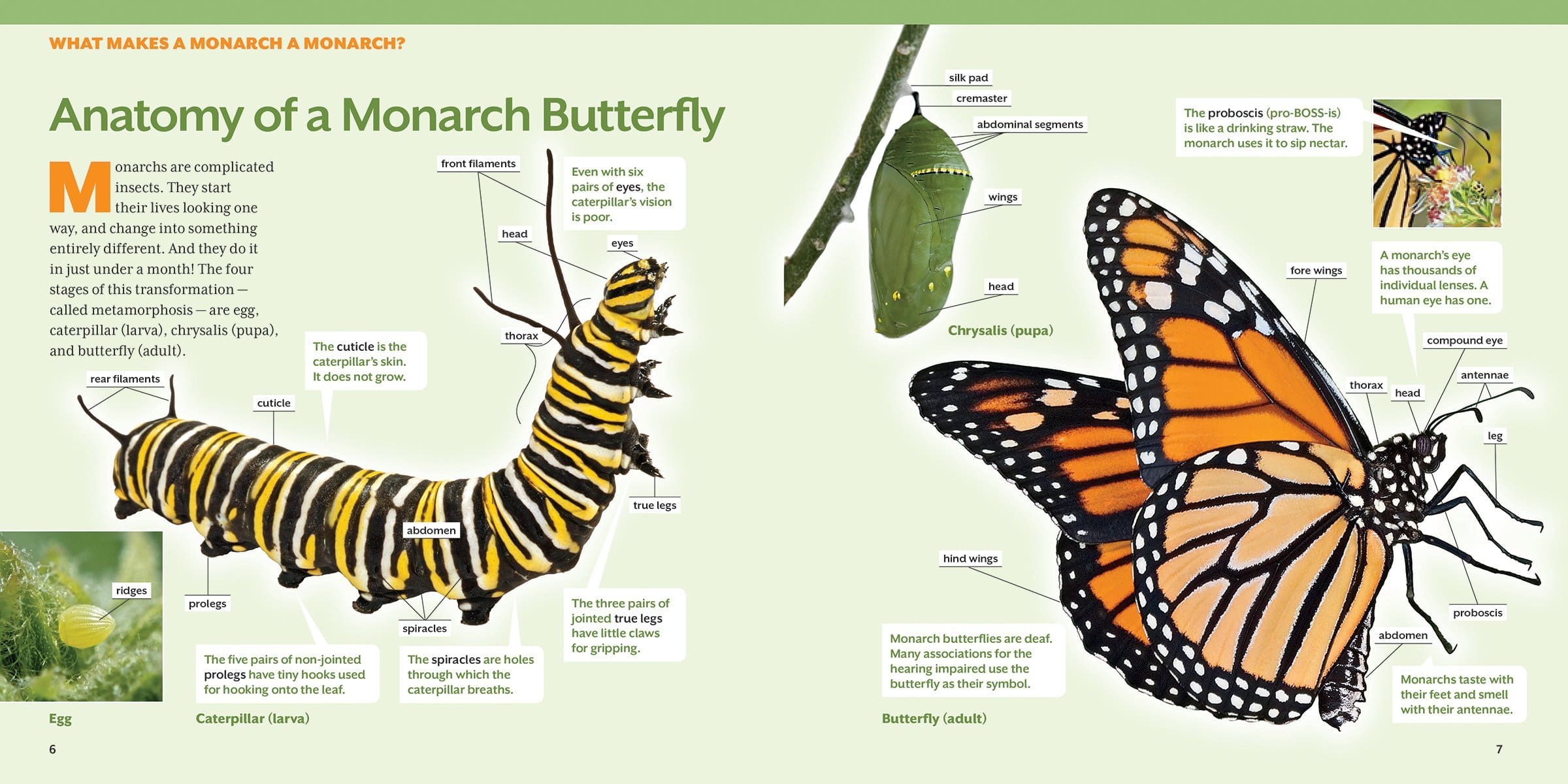 Raising Monarch Butterflies at Home - My Life Abundant