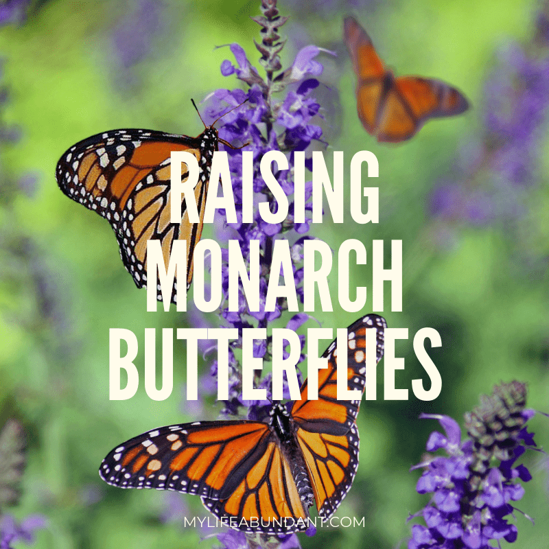 Raising Monarch butterflies at home are easy and a great learning tool for the kids. And it's so much fun too!