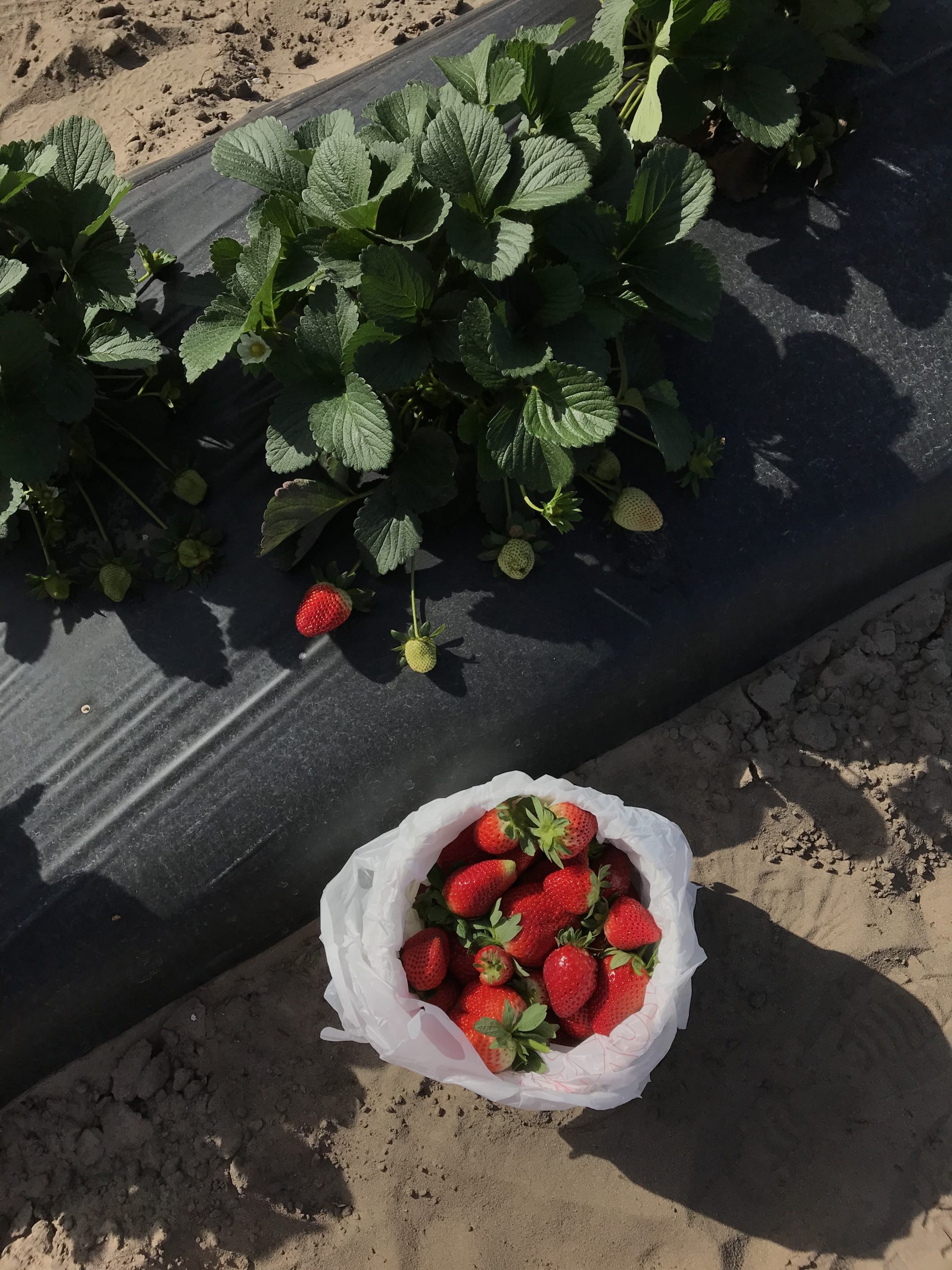 Picking Strawberries