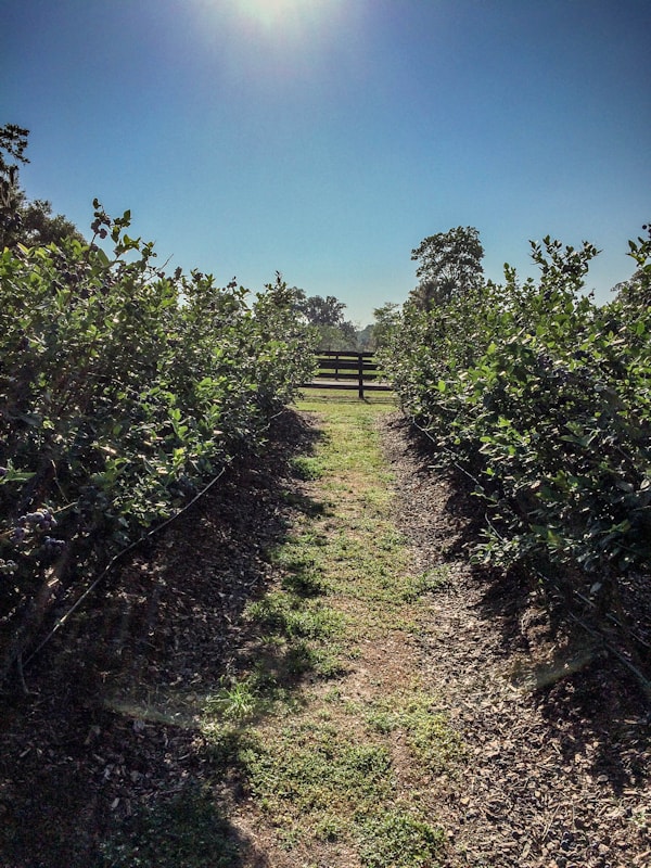 Blueberry Picking