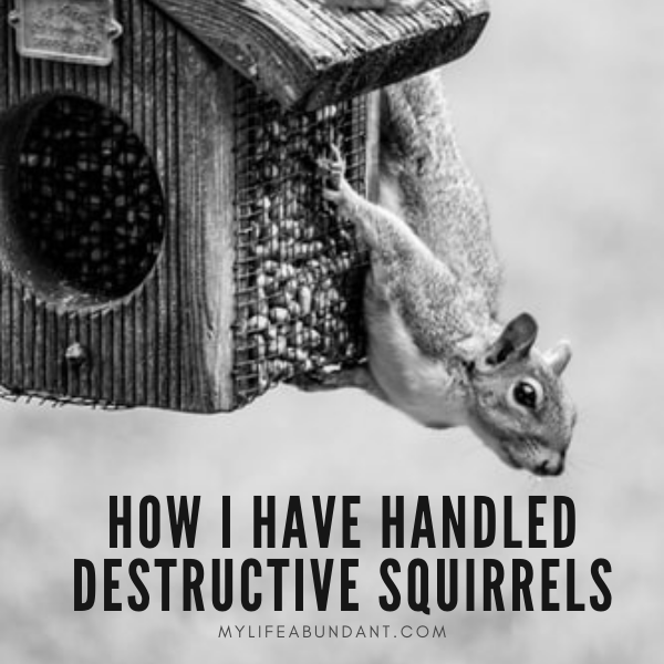 Do you have squirrels destroying your property? Here are a few things I have learned to keep pesky squirrels at bay.