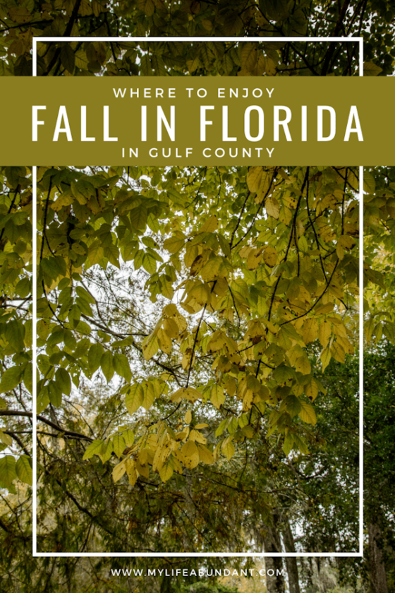 Where to Enjoy Fall in Florida - My Life Abundant