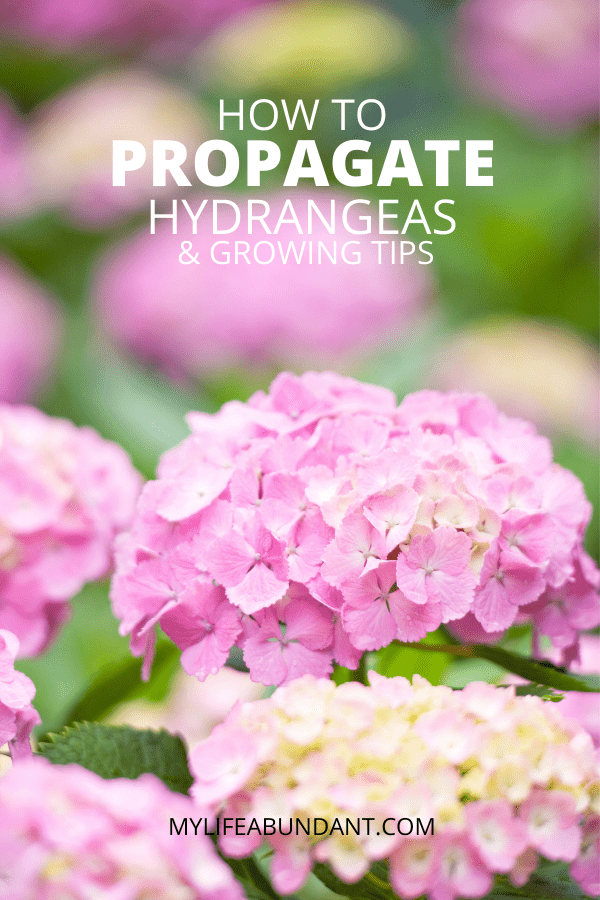 Propagating hydrangeas is easier than you think. Learn how with these easy steps to have your own free hydrangea bushes.