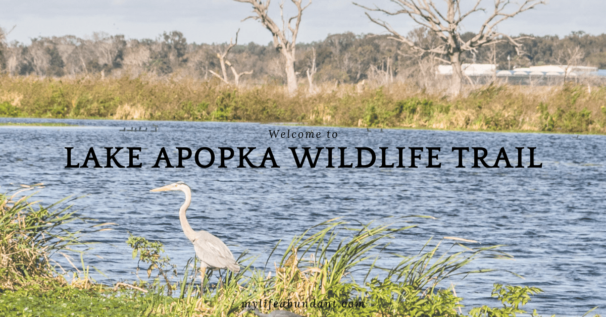 Lake Apopka Wildlife Trail - My Life Abundant