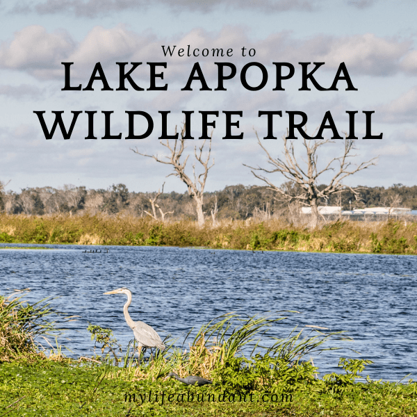 Enjoy all the wildlife that Lake Apopka has to off to photograph as you drive through this beauty of nature in Central Florida