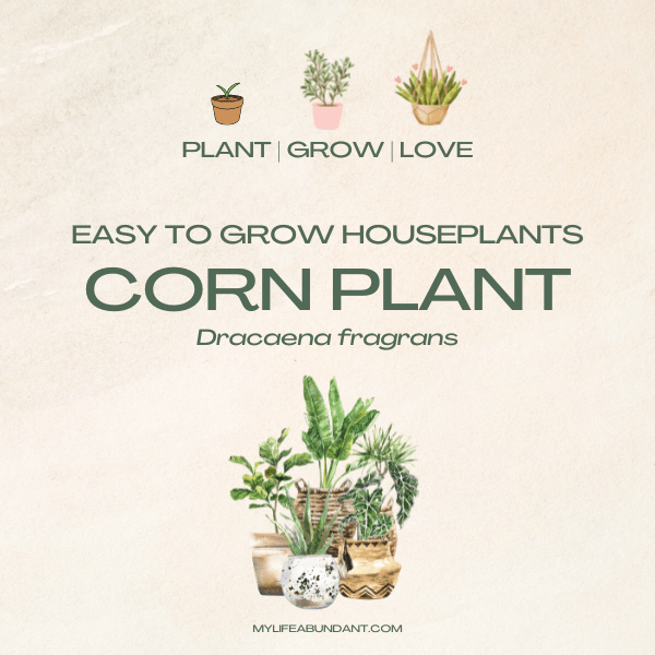 The corn plant (botanical name: dracaena fragrans) is a well-known indoor plant that is grown in many homes. Learn how easy it really is.