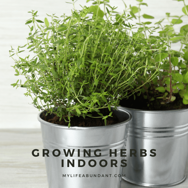 Here’s everything you need to know to successfully grow herbs indoors. Get tips and ideas for planting, caring for, and keeping herbs healthy. And see which herbs will work best.