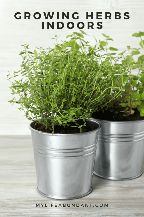 Here’s everything you need to know to successfully grow herbs indoors. Get tips and ideas for planting, caring for, and keeping herbs healthy. And see which herbs will work best.